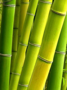 9573bamboo.jpg